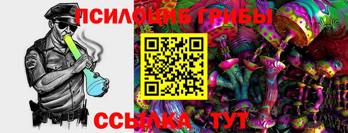 Галлюциногенные грибы Psilocybe Будённовск